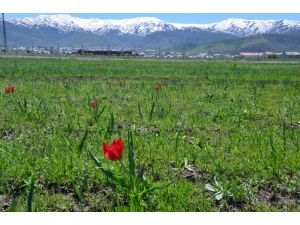 Muş lalesi tescillendi