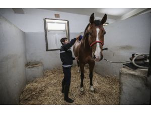 Jandarmanın atları kadın komutana emanet