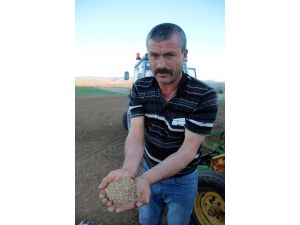 Şarkışla'da kinoa üretimi