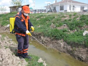 Çubuk’ta,  ilaçlama çalışmaları