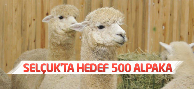 Rektör Şahin, "500 Alpaka İçin Bir Çiftlik Planlıyoruz"