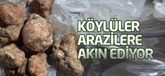 Dolaman mantarı! Köylüler arazilere akın ediyor