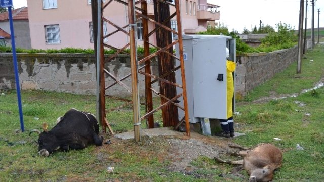 Elektrik Akımına Kapılan Hayvanlar Telef Oldu