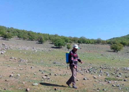 Seydişehir'de çekirge ile mücadele