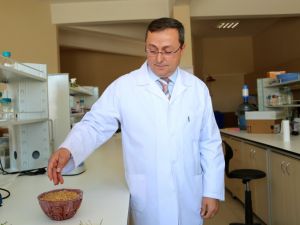 "Türkiye'de GDO'lu buğday yok"