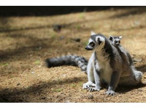 Hayvanat bahçesinin minik konukları