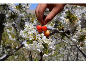 Hadim'de bin 800 rakımda kiraz ağaçları çicek açtı