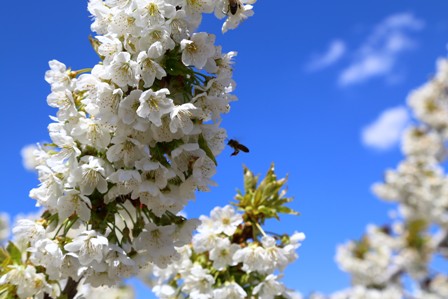 Hadim'de kiraz ağaçları çicek açtı
