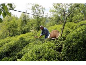 Doğu Karadeniz'de çay hasadı başladı