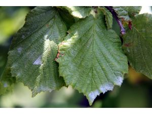 "Külleme hastalığı fındığı tehdit ediyor"