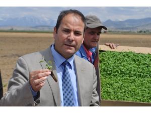 Niğde ada çayı üretiminde de iddialı