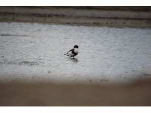 Seyfe Gölü Kuş Cenneti sunalarla şenlendi