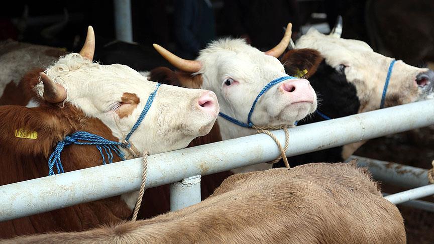 400 bin baş besi ve damızlık hayvan ithal edilecek