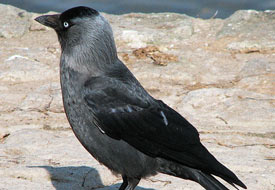 Hayvanların doğadaki önemli görevleri