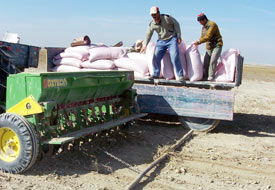 Kuraklığa dayanıklı buğday çeşitleri