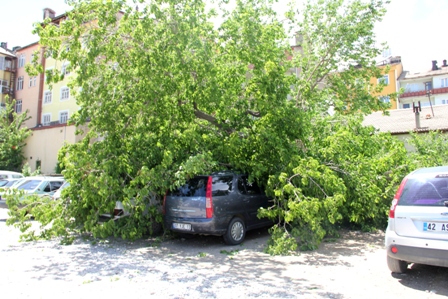 Ağaç otomobillerin üzerine yıkıldı