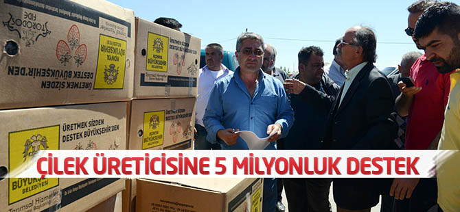 Çilek Üreticisine 5 Milyonluk Destek