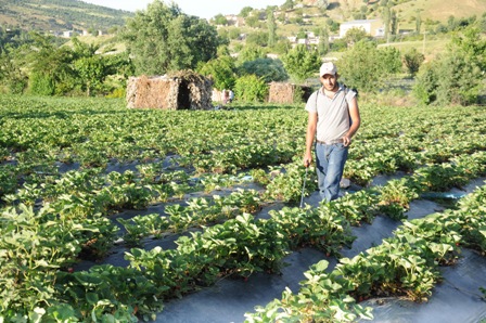 "Sason çileği" Avrupa pazarında