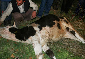 İnek kurtarma operasyonu