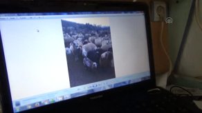 Konya'da koyun dolandırıcılığı iddiası