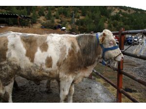 Beypazarı'ndaki şap hastalığı nedeniyle hayvan pazarı kapatıldı