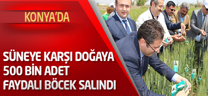 Süneye karşı 500 bin adet faydalı böcek salındı