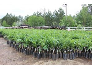 Sivas'ta çiftçilere ceviz fidanı dağıtıldı