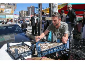 Van'da inci kefali operasyonu