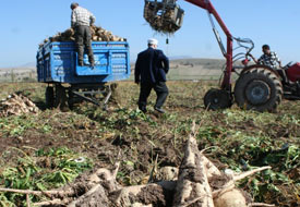 Yunak'ta pancar sökümü başladı