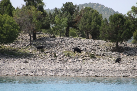 "Çoban istihdamı desteği küçükbaş üretimini artıracak"