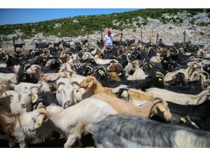 Karaburun Kırkım Şenliği
