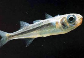 Göllerin bilinmeyeni gümüş balığı