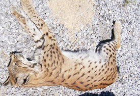 Seydişehir'de ölü vaşak bulundu