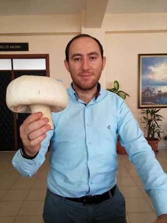 Dev kültür mantarı