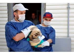 "Şah Kartal" özgürlüğe uçtu