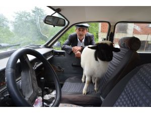 Kuzusunu yanından ayırmıyor