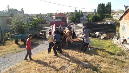 Seydişehir'de köylüye süt ineği