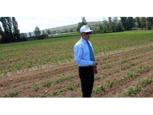 Yozgat'ta silajlık mısır ve soya fasülyesi ekimi
