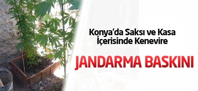 Saksı ve Kasa İçerisinde Kenevire jandarma baskını