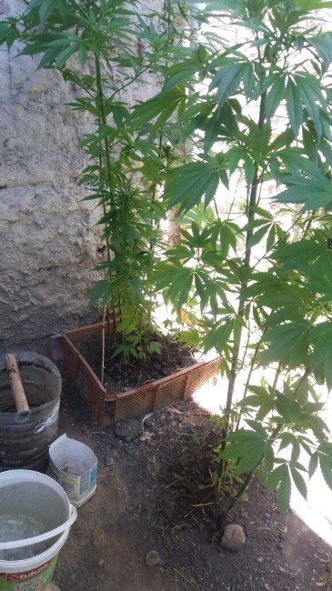 Beyşehir'de kenevir operasyonu