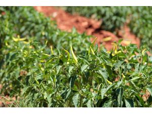 Manisa'da biber hasadı başladı