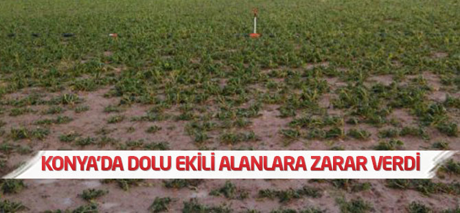 Konya'da dolu yağışı ekili alanlara zarar verdi