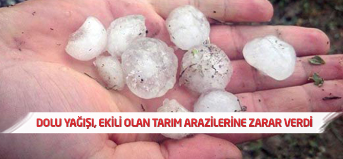 Dolu Yağışı, Ekili Olan Tarım Arazilerine Zarar Verdi