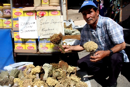 Toros dağlarının şifalı otları geçim kaynağı oldu
