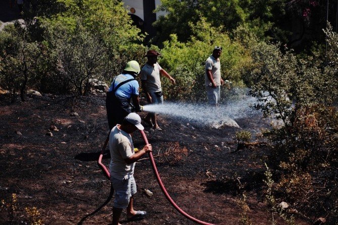 Elektrik teline çarpan kuş yangın çıkardı