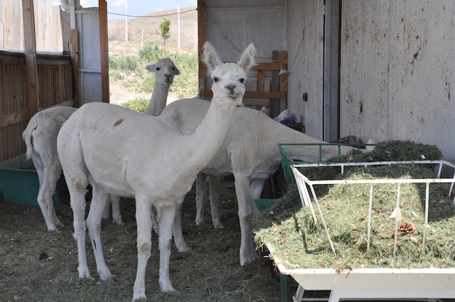 Alpakalar radyo dinleyerek sakinleşiyor