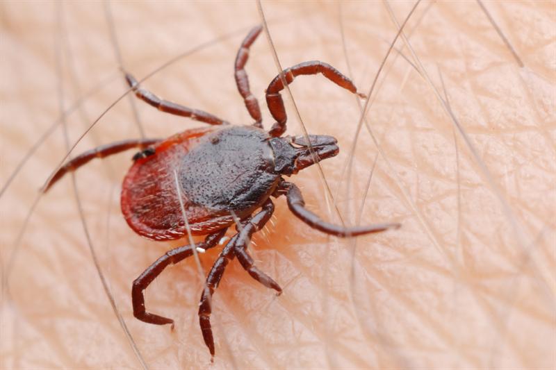 Koluna yapışan kene hastanede çıkartıldı