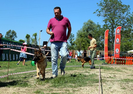 Türkiye Çok Amaçlı Köpek Irkları Seçme Yarışması