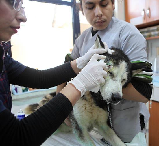 12 bin sokak hayvanı tedavi edildi