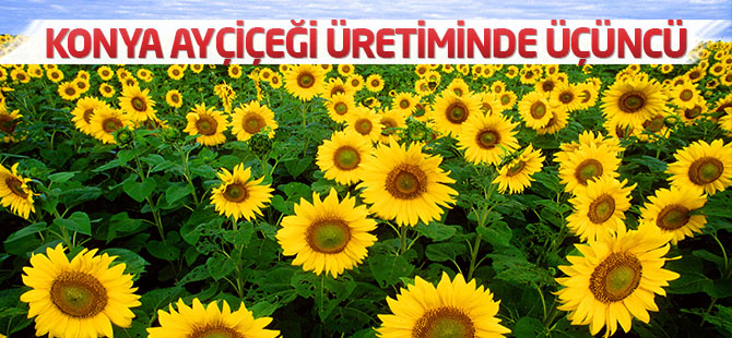 Konya ayçiçeği üretiminde üçüncü oldu